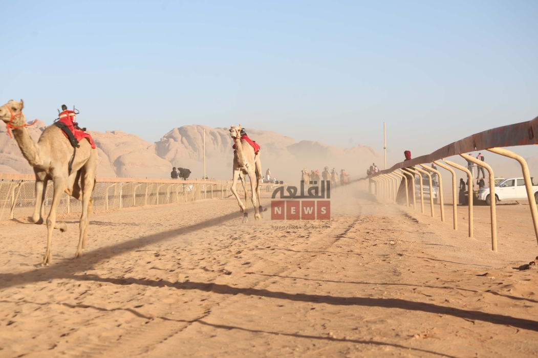شاهد بالفيديو تغطية القلعة نيوز الإعلامية لانطلاقة فعاليات اليوم الأول لسباقات الهجن في دورته الخامسة