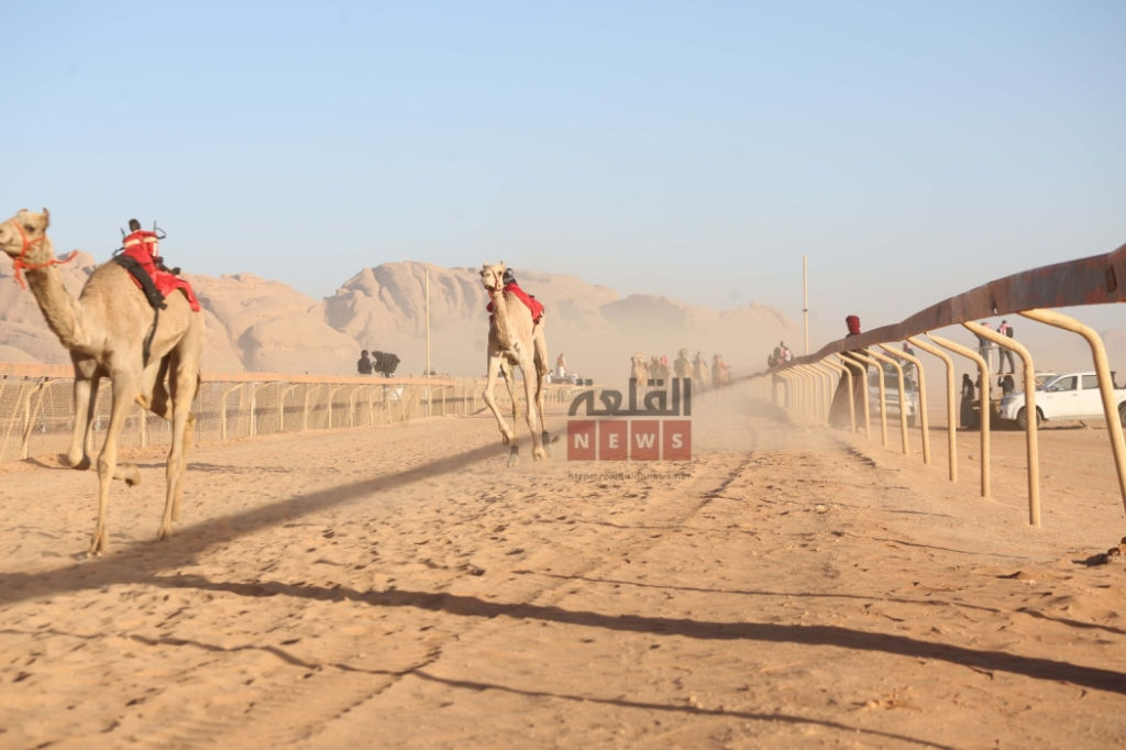 شاهد بالفيديو تغطية القلعة نيوز الإعلامية لانطلاقة فعاليات اليوم الأول لسباقات الهجن في دورته الخامسة