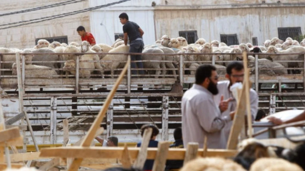 مربي المواشي: أسعار الأضاحي ستكون قريبة من العام الماضي