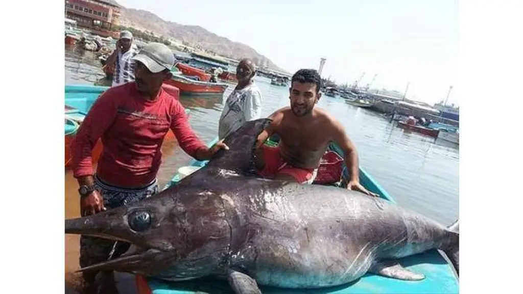 صيد أكبر سمكة في العقبة وصل وزنها 312 كغم