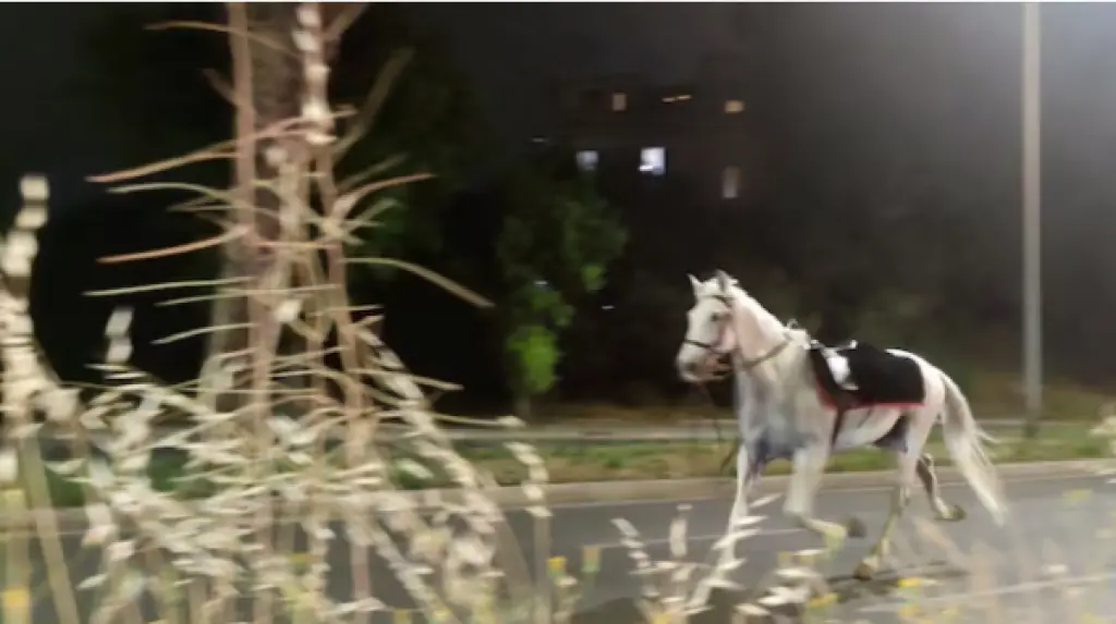 خيول تندفع في شوارع روما بعد أن أفزعها إطلاق ألعاب نارية
