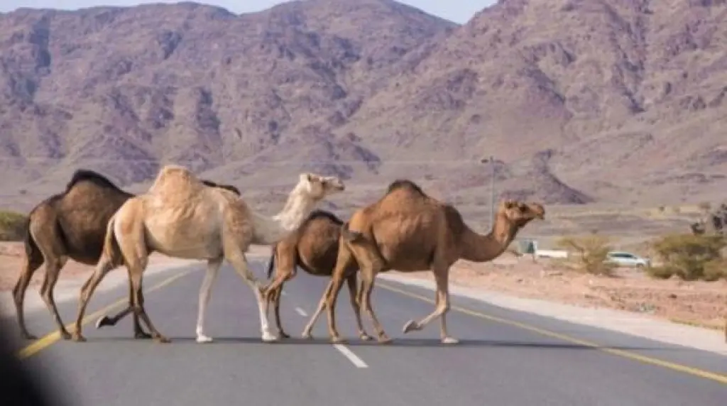 إمهال أصحاب الإبل السائبة في العقبة 48 ساعة