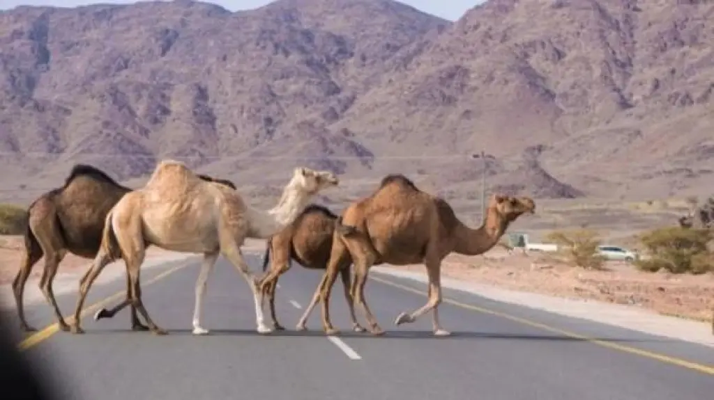 العقبة .. مهلة 48 ساعة لأصحاب الإبل السائبة