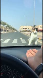 قطة شجاعة تهاجم سيارة دفاعًا عن صغارها