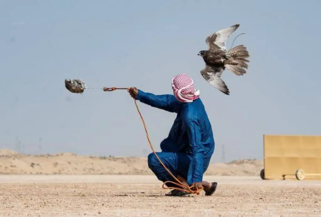 الحر وشاهين يقدمان أقوى المستويات في بطولة فزاع للصيد بالصقور