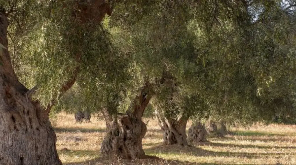 الزراعة تدعو المزارعين لمراقبة أشجار الزيتون وحمايتها من آفة