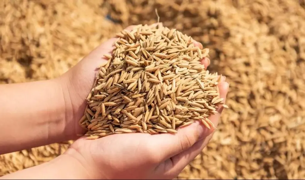الأردن يطرح عطاء لشراء 100 طن من الشعير